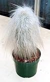 Old Man Cactus 20 Seeds - Cephalocereus sinilis