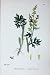 Sowerby Plants C1902 Common Wormwood Artemisia