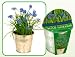 Hyacinth Gardening Kit by Toysmith