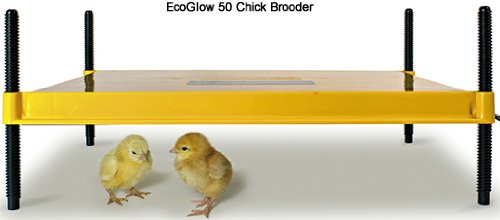 EcoGlow 50 - the Larger Chick Brooder