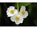 Photographic Prints of USH-2371 Arrowhead - flowers of plant growing in garden pond from Ardea Wildlife Pets