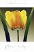 Flame Tulip I Art Poster PRINT Robert Mertens 24x36