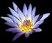 Blue Pigmy Water Lily 10 Seeds
