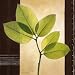 Lucent Leafs Art Poster Print by Vivien White, 12x12