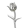 Waterford Fleurology Glass Flower, Tulip