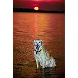 The Labrador Retriever - How to Raise a Happy, Healthy Labrador Puppy
