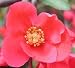 Zierquitte - japanisch - Chaenomeles japonica 30K