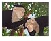 Flea Pickin Time Giclee Poster Print by James Parker, 16x20