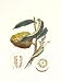 Crackled Indonesian Fruits II - Berthe Morisot Art Print Poster 18 x 24