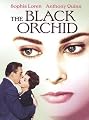 The Black Orchid