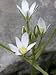 Flowers of Ornithogalum Umbellatum, or Star-Of-Bethlehem, Grass Lily Photographic Poster Print by Stephen Sharnoff, 30x40