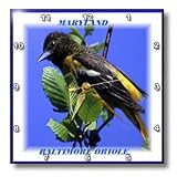 Maryland State Bird Baltimore Oriole - 10x10 Wall Clock