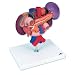 3B Scientific K22/3 3 Part Kidneys with Rear Organs of the Upper Abdomen Model, 9.4