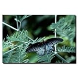 IMAGE OF Tropical Butterfly by Kurt Shaffer, Canvas Art - 24