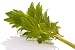 Honeyman Farms Lovage Seed Packet