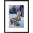 A Polar Bear Sits in the Snow with Her Two Young Cubs Collections Framed Photographic Poster Print by Paul Nicklen, 17x21