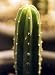 San Pedro Cactus Rooted Plant