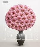 Flower Power: Blumen in der zeitgen&ouml;ssischen Fotografie - Matthias Harder
