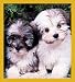 Love Me! - Havanese Pups Bookmark