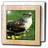 Review 3dRose LLC  / Feruginous Hawk - 6 Inch Tile Napkin Holder