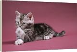 20 Inch Box Canvas (51cm) Cat - Kitten cleaning itself, licking paw by Ardea