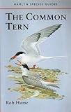 The common tern