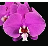 Phalaneopsis Orchid Dark Pink with White Lip (Beth McDaniel)