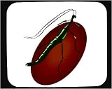 Decorated Mouse Pad with green, insect, stick, crawling, antennae