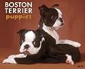 Boston Terrier Puppies 2010 Calendar
