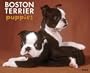 Boston Terrier Puppies Calendar