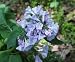 Virginia Bluebell Mertensia 10 Seeds