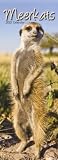 Meerkats 2012 Calendar With 2012 to 2013 Minigrid