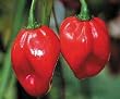 Bhut Jolokia Chile Pepper 10 Seeds