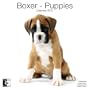 Boxer Puppies 2010 Wall Calendar AP30453