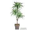 One 6' Dracaena Artificial Tree with Tripled Heads