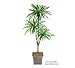 One 6' Dracaena Artificial Tree with Tripled Heads, with No Pot,