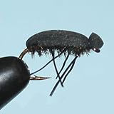 Black Foam Beetle Size: 12