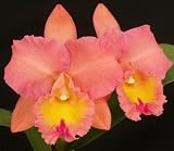 Blc Bouton D'Or 'Orange Glow' HCC/AOS x Cattleya Horace 'Maxima' AM/AOS