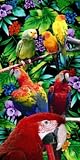 Review Towel World  / Towel World Parrots Beach Towel