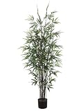 Pack of 2 Artificial Tropical Black Bamboo Palm Trees 6'