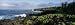 Plants on a Rocky Landscape, Waianapanapa State Park, Hana, Maui, Hawaii, USA Photographic Poster Print by Panoramic Images , 32x96
