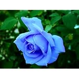 Détails sur le produit