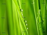IMAGE OF Wallmonkeys Peel and Stick Wall Graphic - Close-up of Fresh Green Straws with Water Drops - 48
