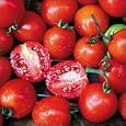 SiberianTomato 25 Seeds - Early - Good Strong Flavor