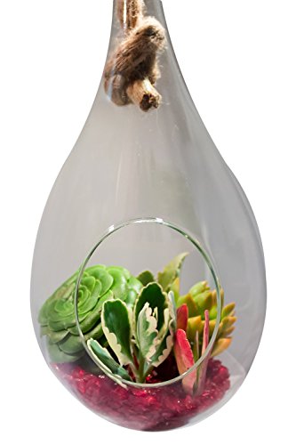 Fat Plants San Diego Large Hanging Teardrop Terrarium Kit with Rope, Rocks & Succulents, Red Rock