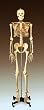 Anatomical Chart Co. Budget Bucky Skeleton Stand (Model CH10STANDN)