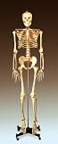 Budget Bucky Skeleton Stand (Model CH10STANDN)