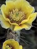 Engelmann's Prickly Pear, Saguaro National Park, Arizona, USA Giclee Poster Print by Kristin Mosher, 36x48