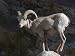 Endangered Peninsular Bighorn Sheep Ram, Anza-Borrego Desert State Park, California Photographic Poster Print by Rich Reid, 12x9