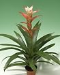 Guzmania Apache Bromeliad